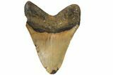 Bargain, Fossil Megalodon Tooth - North Carolina #186589-1